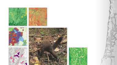 A LANDSCAPE CONNECTIVITY ANALYSIS FOR THE COASTAL MARTEN (Martes caurina humboldtensis)