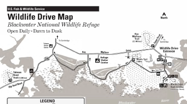 Blackwater NWR Wildlife Drive Map