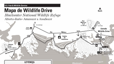 Blackwater NWR Wildlife Drive Map - Spanish