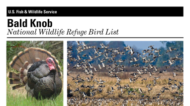 bald-knob-nwr-bird-list