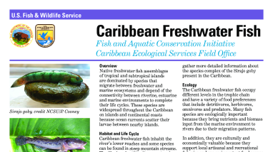 Caribbean Freshwater Fish