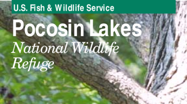 Pocosin Lakes NWR Brochure