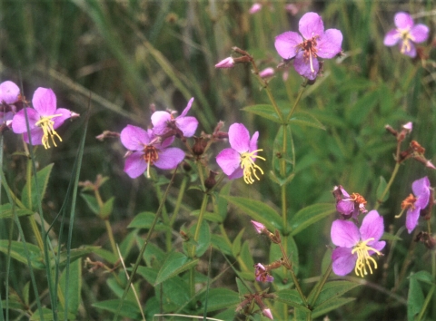 A group of blooming pink meadowbeauty flowers at Big Oaks NWR