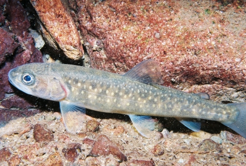 Juvenile bull trout in the water