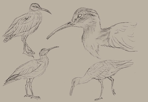 sketches of a bird with a long bill
