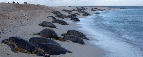 More than a dozen dark-colored turtles crawl onto a stretch of sandy beach