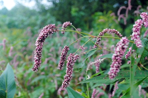 Tight rows of pink flowerets cover long stalks of smartweed at Silvio O. Conte National Fish and Wildlife Refuge in New England. 