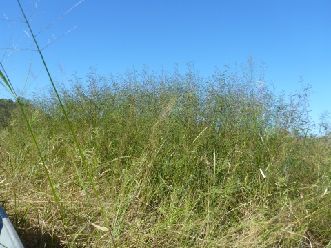 sensitive joint vetch