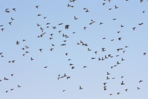 Large flock of waterfowl flying in a clear blue sky.