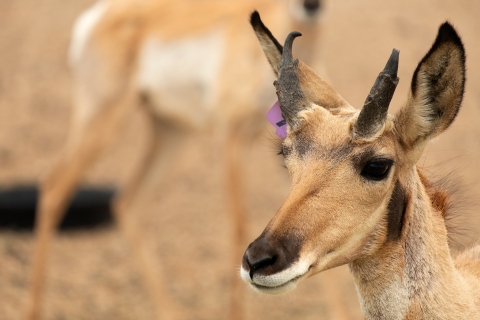 A closeup of a Sonoran pronghorn.