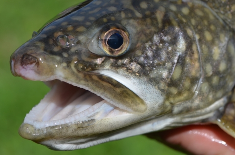 Adult lake trout head, side view. Photo by USFWS.