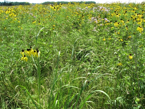 Prairie Restoration