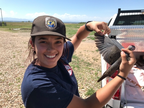 Staff measures a dove wing as part of mourning dove banding