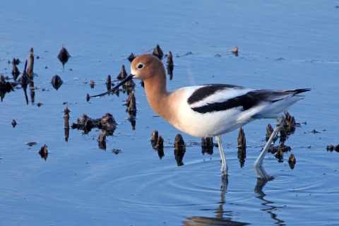 American Avocet observed at J. Clark Salyer NWR