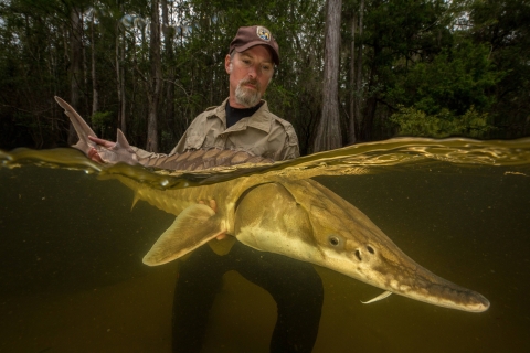 Biologist standing chest-deep in water holding a gulf sturgeon