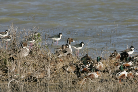 A flock of 20 birds of varying species stand at the edge of the water surrounded by brown vegetation