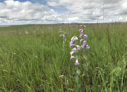 Waterfowl Production Area