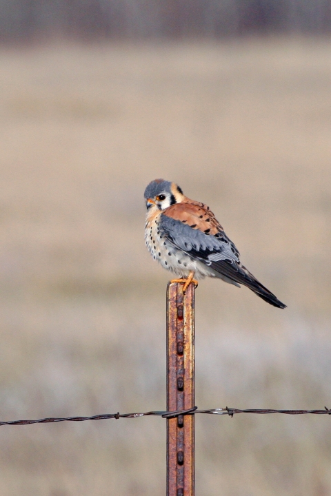 American Kestrel Observed at J. Clark Salyer National Wildlife Refuge