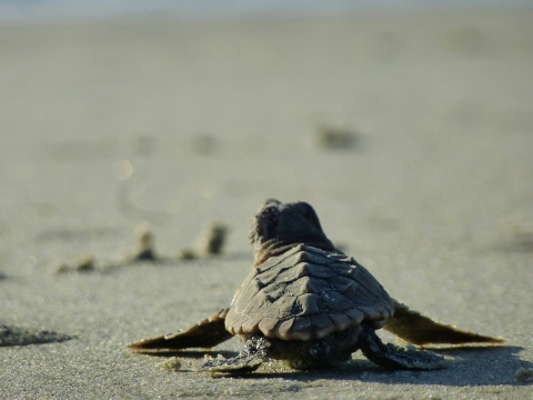Sea turtle hatchling on the sand