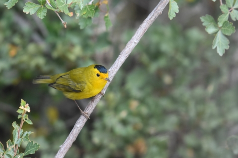 a wilson's warbler perched on a tree branch