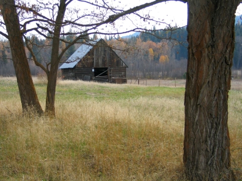 Peering through trees at an old, historic barn in the middle of a retired agricultural field. 