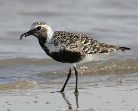Black bellied plover feeding by beach tide.