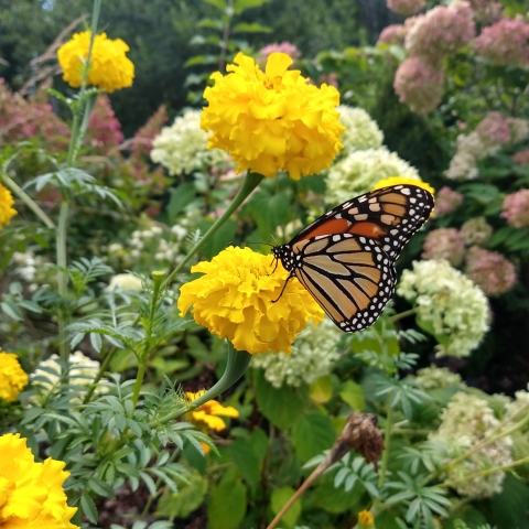 A monarch butterfly pollinates a yellow marigold flower.