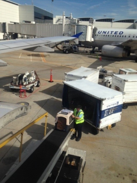 An airline worker prepares to receive a pet carrier containing masked bobwhite quail as the carrier descends from the airplane on a conveyor belt.