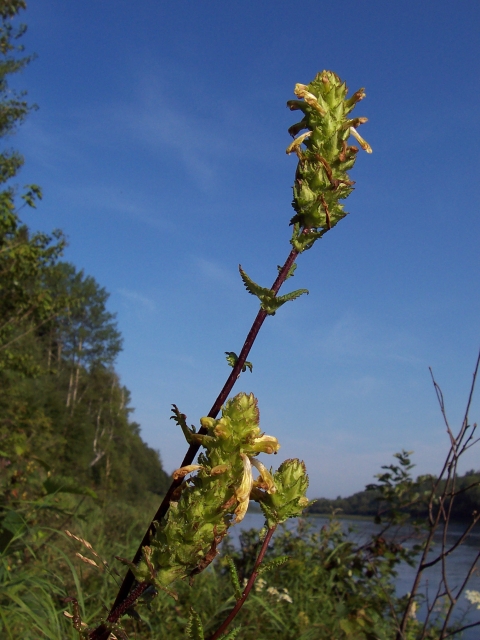 plant stalk in front of blue sky