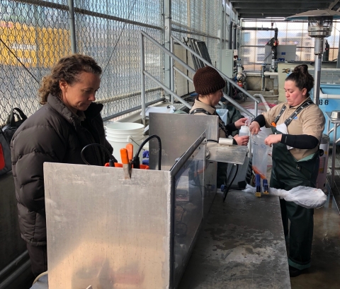 Fish biologist Corene J. standing at the computer and to her left are two biologist adding milt to a ziploc bag of eggs. 