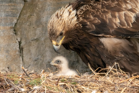 brown bird with black and yellow hooked beak and brown feathers looks down on fuzzy white chick in nest