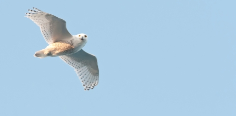 Black and white owl flying