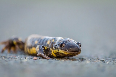 Tiger Salamander