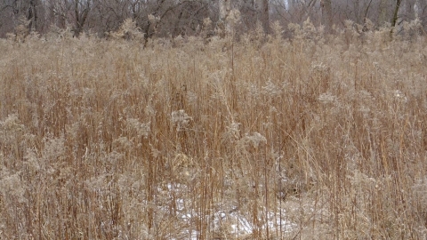 a deer hiding in tall grasses is hardly visible