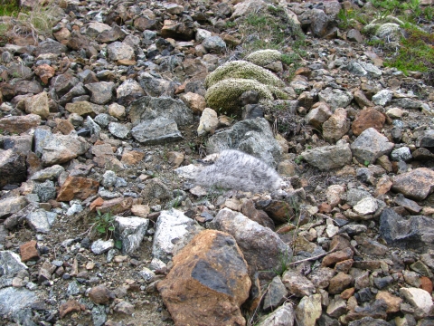 a grey murrelet chick blends in with the surrounding rocks of various sizes and colors