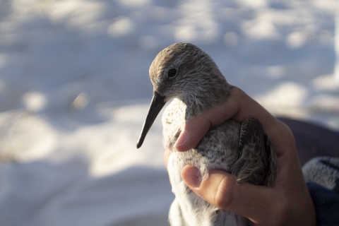 a closeup of a red knot held in one hand