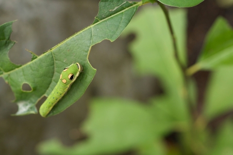 a green caterpillar with an enlarged thorax and false eyespots rests on a leaf