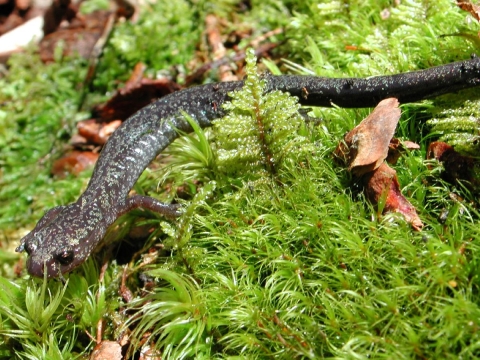 Cheat Mountain Salamander