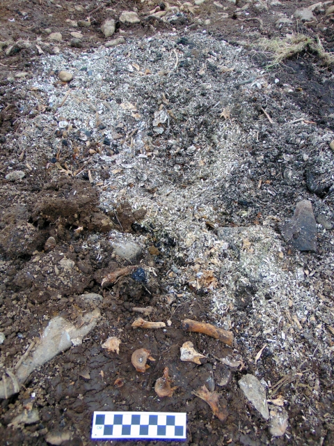 Crushed shells and bones reveal an ancient trash pile.