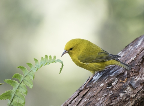 yellow bird on branch faces leaf