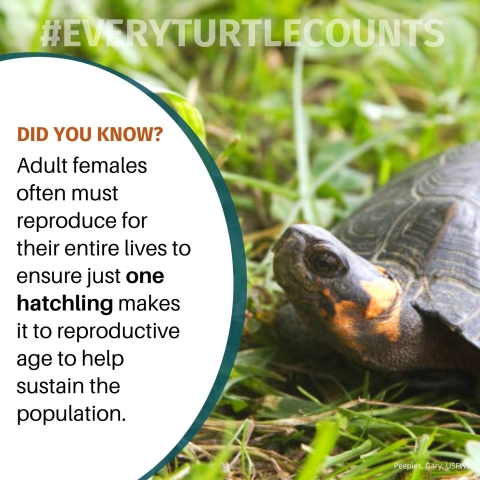 Image of bog turtle with text displaying,’‘#everyturtlecounts.’ Below this text is orange and black text over white background reading, ‘Did you know? Adult females often must reproduce for their entire lives to ensure just one hatchling makes it to reproductive age to help sustain the population.’ CCITT Logo is placed in lower corner, next to a small caption of ‘Gary Peeples, USFWS’