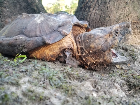 A turtle with a spiky carapace sits on soil with its mouth open