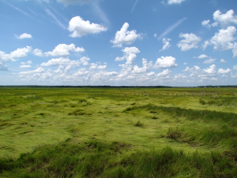 Salt marsh under partially cloudy sky.