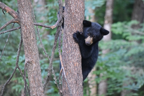 A black bear cub climbs a tree
