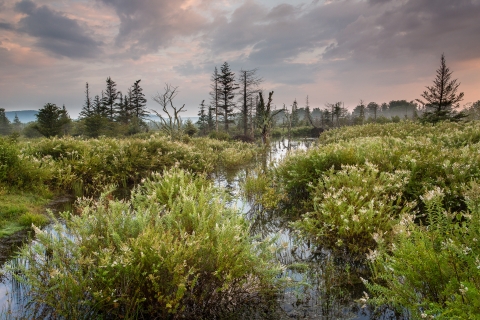 Vegetated wetland under cloudy sky