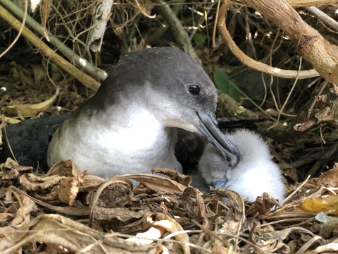 An adult sits next to its chick, both are facing the camera. The adult preens its chick. The chick is an adorable fluffball.