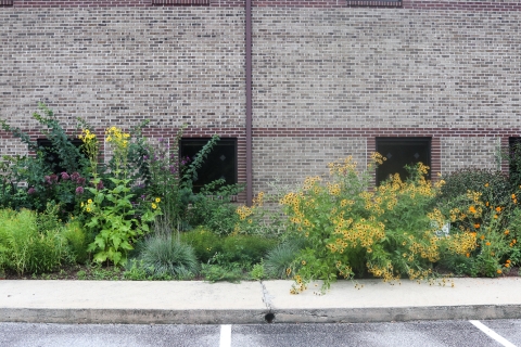 Flowering plants in front of an office building
