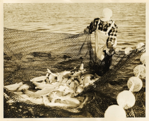 A sepia-toned old photograph showing a man in a plaid shirt and waders pulling in a large net filled with dozens of large fish