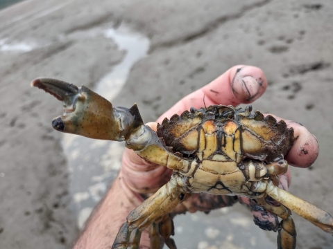 A person holds a European Green Crab in their hand. The crab has one pincher in the air.