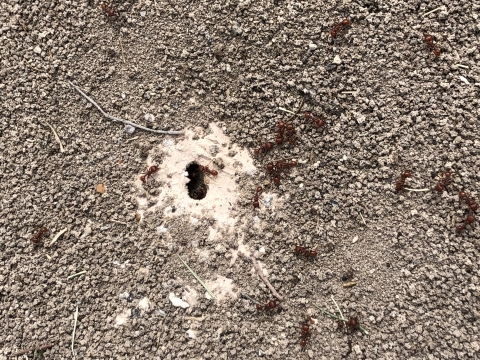 ants scurry near hole